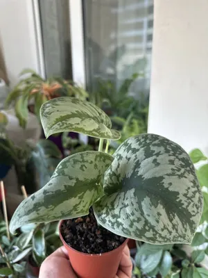 Oq kalla, Filodendron skandens grin, Filodendron skandens mikans 1