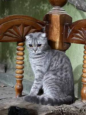 Ehtirosli shlyapalar Seks opa-singillar faollashtirish kodi