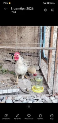 Хонаки хурозлар 2 та,7 ойлик 1