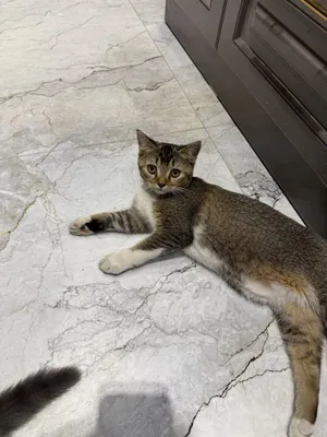 Кошка Породистая 1