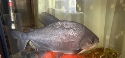 Piraniya baliq sotaman