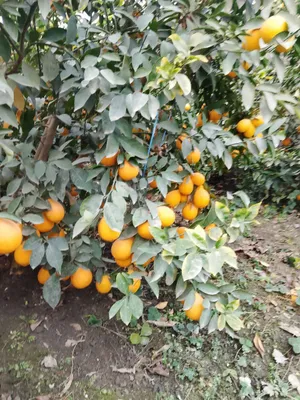 Лимон, апельсин, мандарин, киви 1