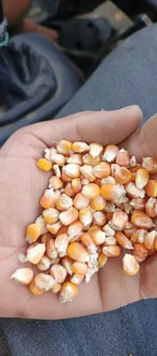 Продаются семена кукурузы 1
