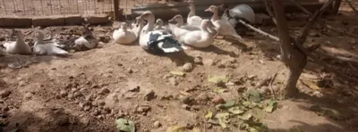 Индаутка сотилади 1