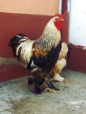 Продаётся петух породы брама 1