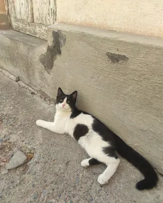 Бесплатно! Котята в хорошие руки. 1
