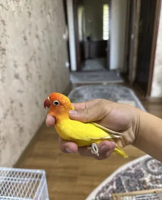 Неразлучник лютино 1