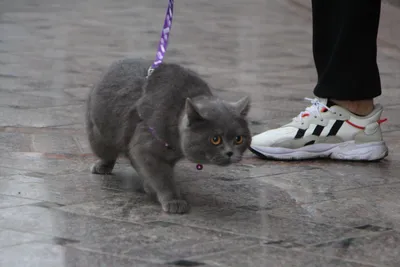 Британский кот 1