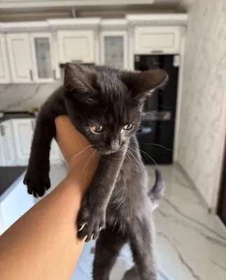 2-месячный котёнок породы шиншилла 1