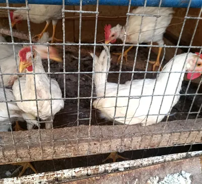 Ёш товук хорозлар сотилади , 6 ойлик . 1