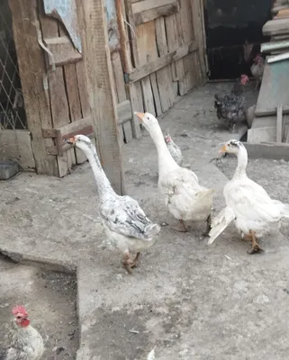 Yosh uy g‘ozlari 1