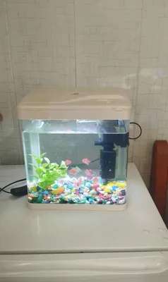 Baliqli akvarium 1