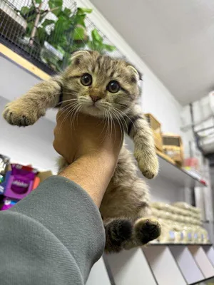 Egri jingalak fohishalar porno