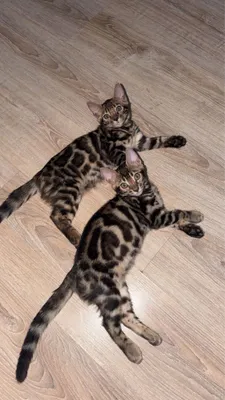Бенгальские котята 1