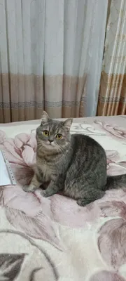 Кот скоттиш страйт 1