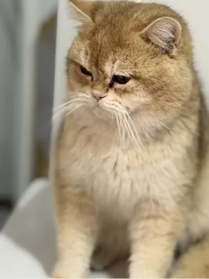 Вязка. Британская шиншилла. Сведение кошек 1