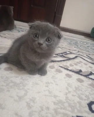 Шотландский вислоухий котёнок 1