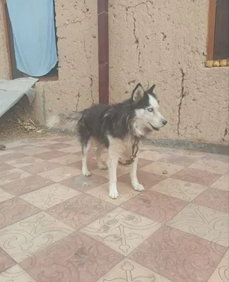 1 yosharli xaski 1