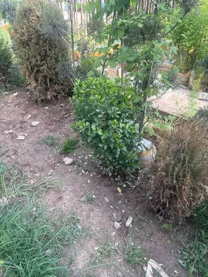 Продаётся дача в Водокачке, 6 соток