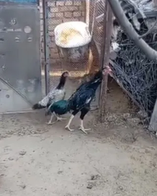 Петух и курица 1