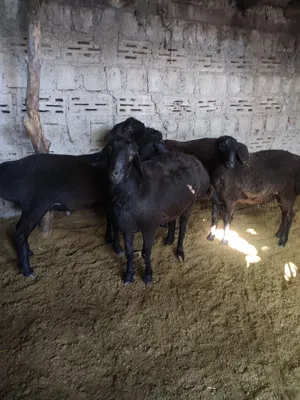 Toʻy marosim Aqiqa uchun qochqorlar sotiladi 1