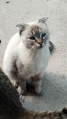 Ona va qizi. Bepul. Tashish qutisida yetkazib beraman. 1