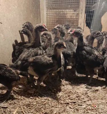 Кора шахзода жужалар сотилади 1