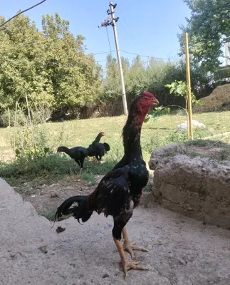 O shamo xoʻroz sotiladi 1
