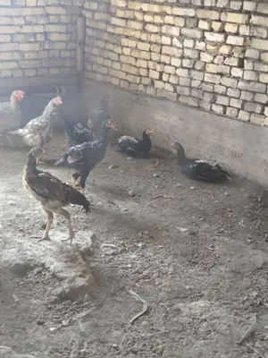 Хо́роз товук жужалари 4 ойлик 1
