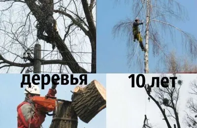 Daraxt kesish va shakil berish abreska qilish xizmati Toshkent bo'yl 1