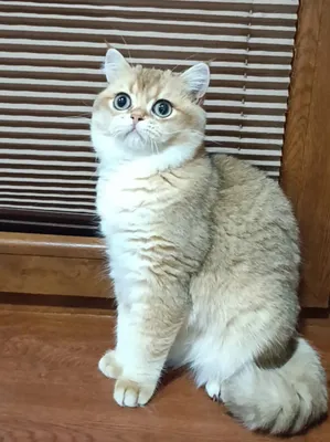 Britan shinchilla mushuklari 1