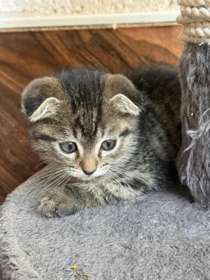 Scottish Fold 1