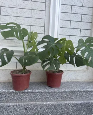 Monstera gullari sotiladi