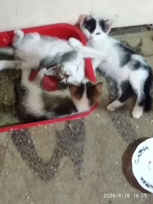 Отдам котят в добрые руки