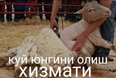 Услуга стрижки овец