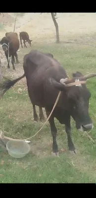 2ta ona bola sigirlar sotiladi srochniga