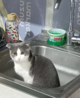 британский котёнок 1