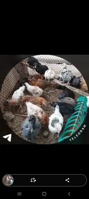 2 oyli bobqogan jojala sotladi 1