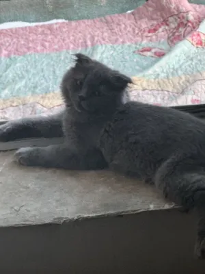 Zotdor, aqilli, 5 oylik mushukni yahshi narxga sotaman 1