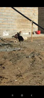 Tovuq va xoʻrozlar sotiladi
