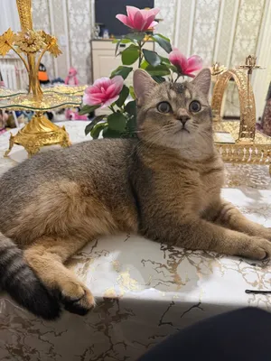 Золотистая шиншилла для вязки 1