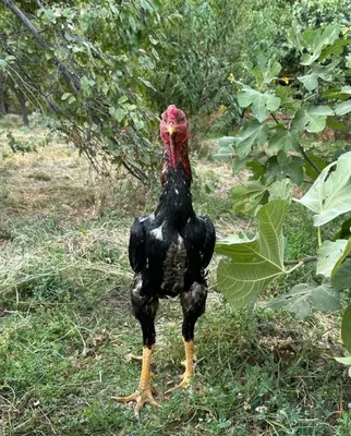 Dakan xoroz sotiladi 1