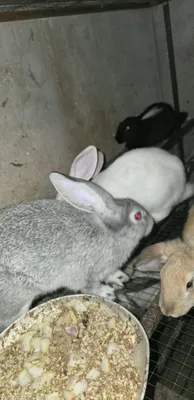 Срочно продаются крольчата великана 1