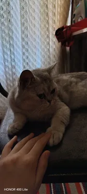 Mushuk british shorthair 1