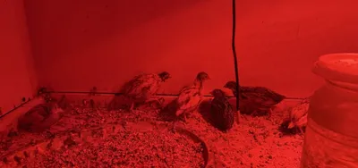 Raspisnoy bedanala sotladi 1