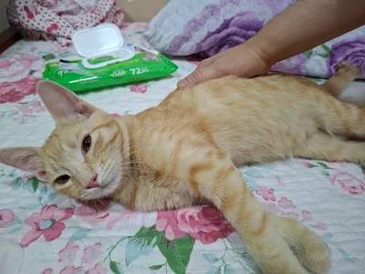 Котёнок бесплатно отдаётся в хорошие руки 4