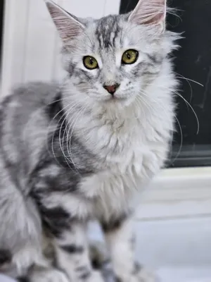Продажа котят породы май-кун 1