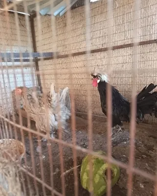 Продаются местные куры и породистые петухи 1