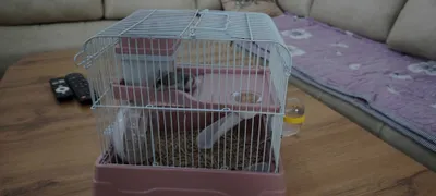 Джунгарский голубой хомяк 1