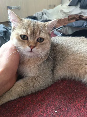 Немецкий кот, самец 1